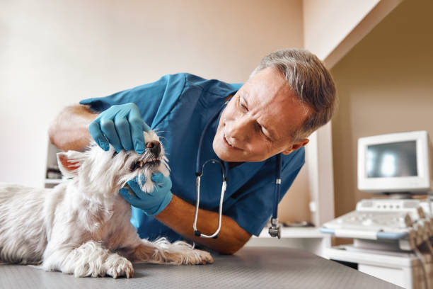 Best Dental Abscess Treatment in Corry, PA